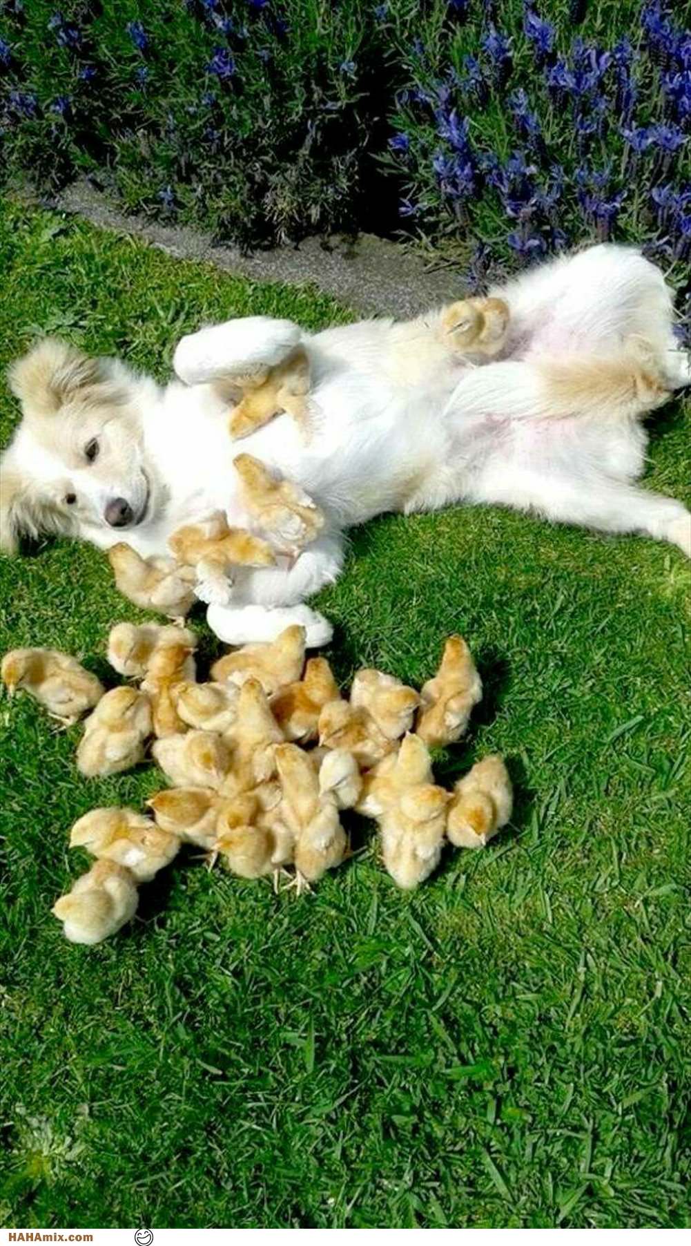 I Am Chilling With My Chicks